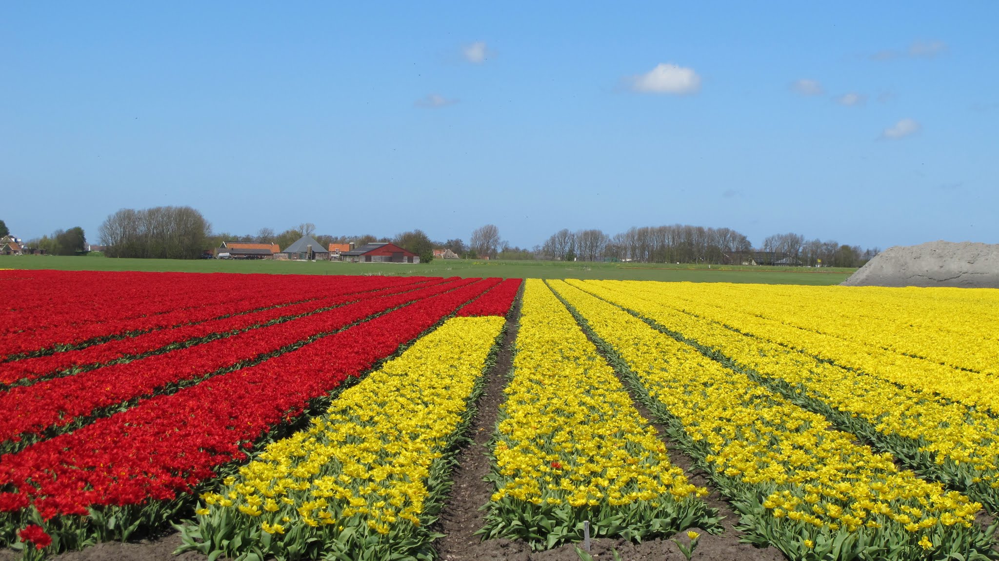 Skank in Broek op Langedijk, North Holland