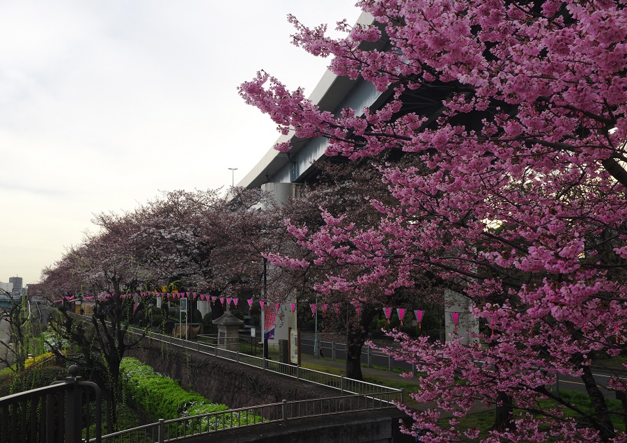 Sluts in Ueno-ebisumachi, Japan